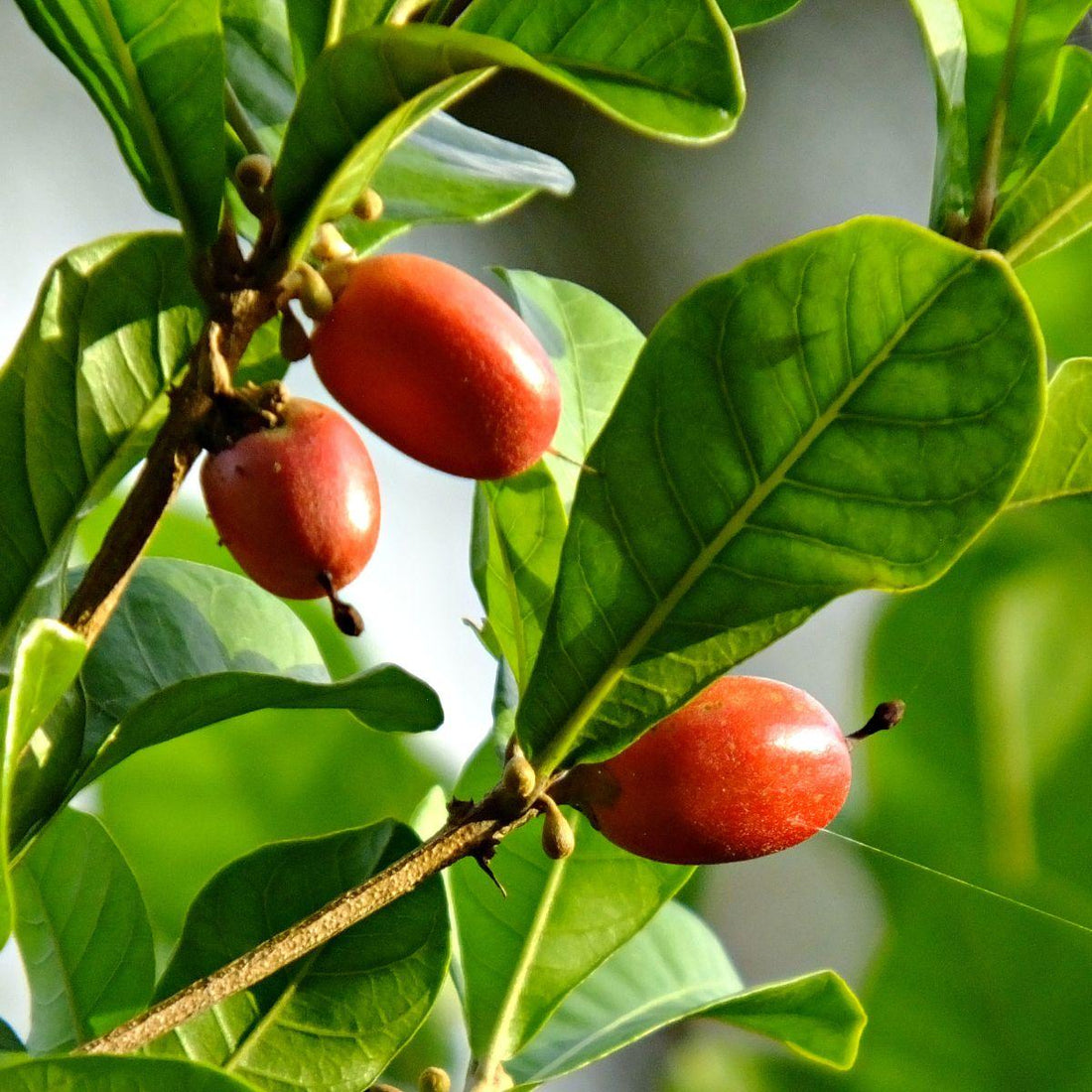 The Miracle Berry: Nature's Mind-Bending Fruit That Tricks Your Taste Buds - The Epicerie