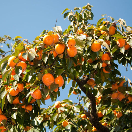 What do persimmons taste like?