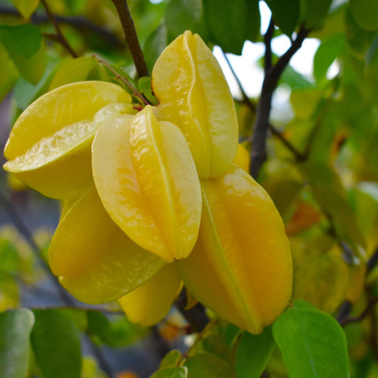 Ripe yellow starfruit (carambola) hanging on a branch surrounded by green leaves. The fruit is star-shaped with distinct ridges and has a bright yellow color indicating it's ready to harvest.