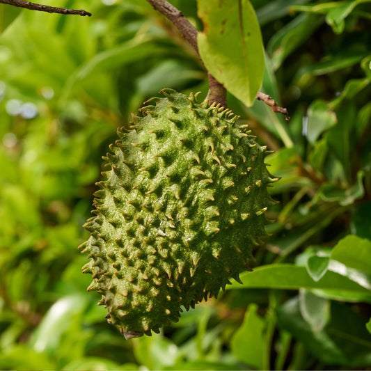 How to Eat Soursop ?