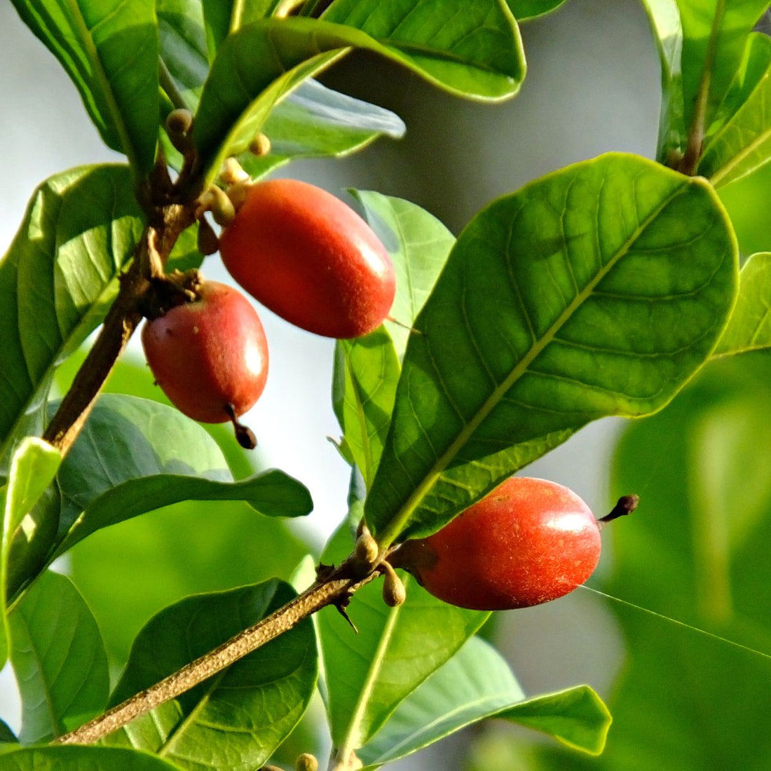 The Miracle Berry: Nature's Mind-Bending Fruit That Tricks Your Taste Buds