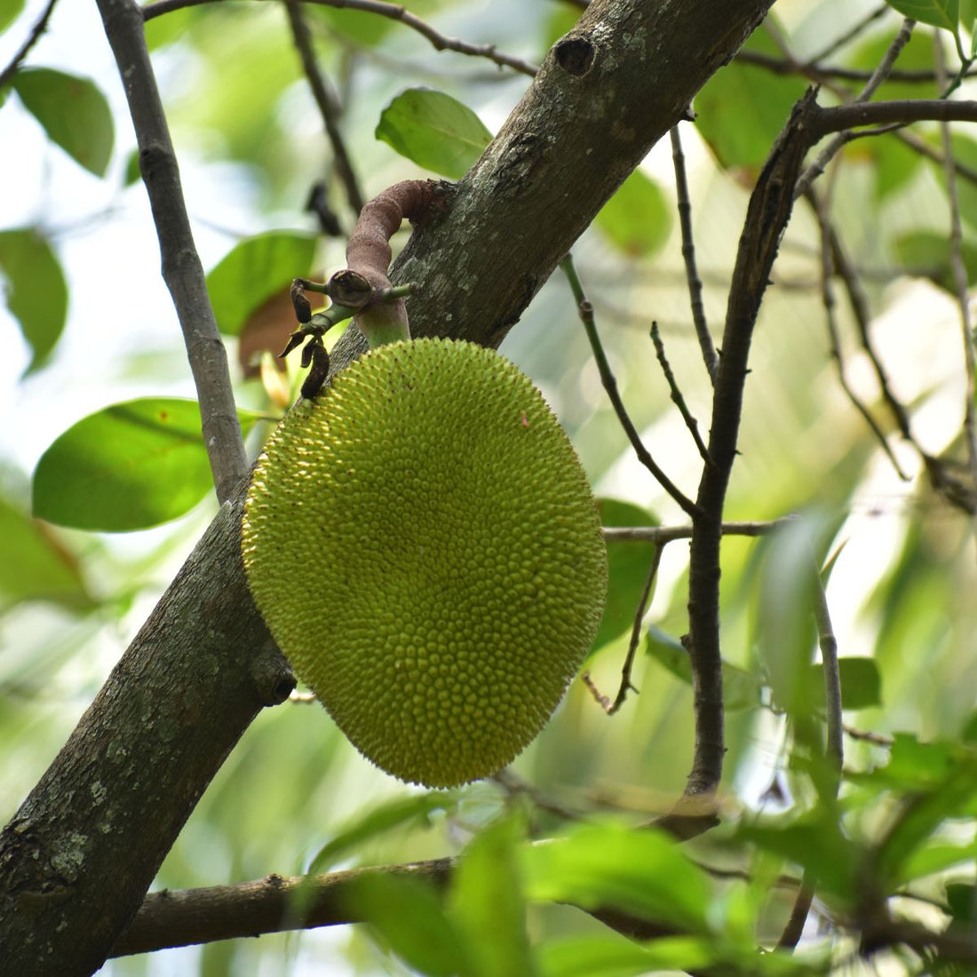 Jackfruit: The Gentle Giant Revolutionising Plant-Based Cuisine