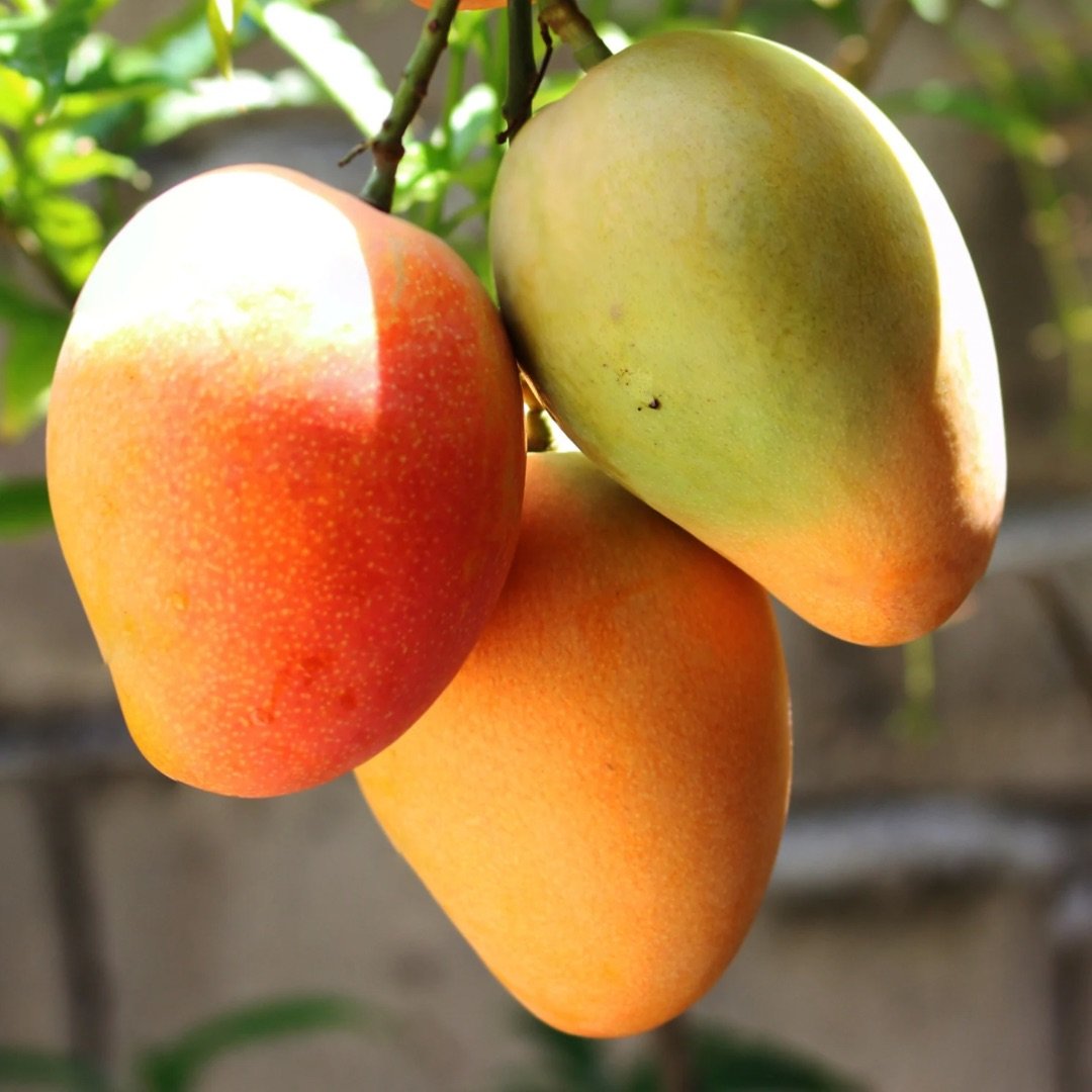 What are the tips to get mangoes ripen naturally?