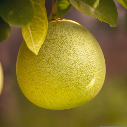 The Meaning of Fruit Gifts During Chinese New Year