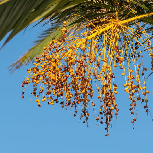 Barhi dates