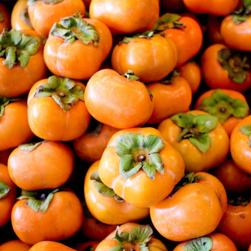 Organic Fuyu persimmons display showing multiple round, tomato-shaped ripe orange fruits